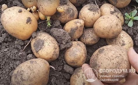 Картофель Адретта: описание сорта, фото, отзывы