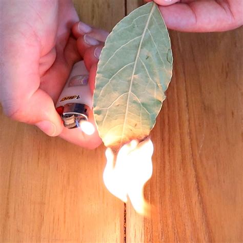 Burn A Bay Leaf In Your Room And Watch What Happens! - Green Tricks