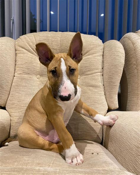 Elvis (Male) – Africanis Paws