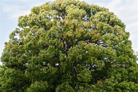 Nice Big Boobs Photos, Download The BEST Free Nice Big Boobs Stock ...