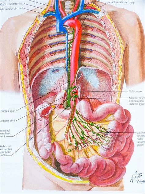 The best atlas of human anatomy there is | Human body anatomy, Human anatomy, Human anatomy and ...