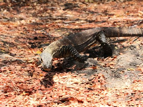 Have Efforts To Protect the Endangered Komodo Dragon in Indonesia Paid Off? | Earth Journalism ...