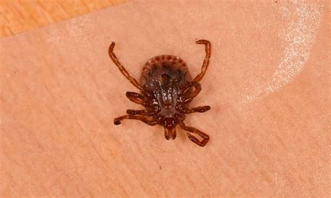 10 Types of Ticks in Maine - A-Z Animals