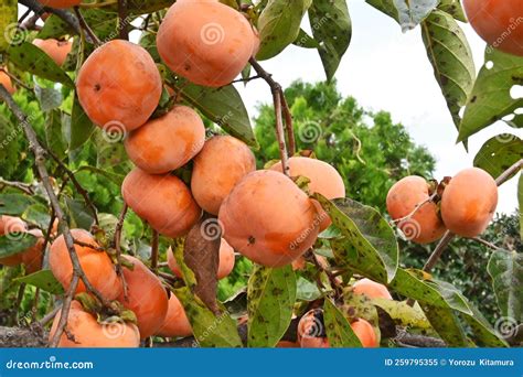 The Taste of Japanese Autumn Japanese Persimmons. Stock Image - Image ...