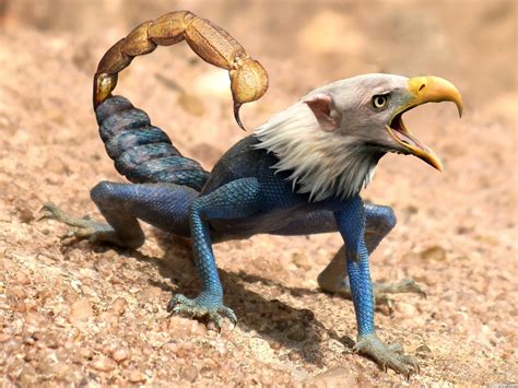 Eagle creature | Photoshopped animals, Weird looking animals, Funny animals