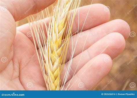 Carbs In Half Ear Of Corn at Isabel Spiegel blog