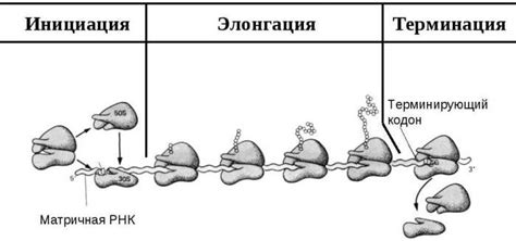 Что такое транскрипция в биологии и как она происходит :: SYL.ru