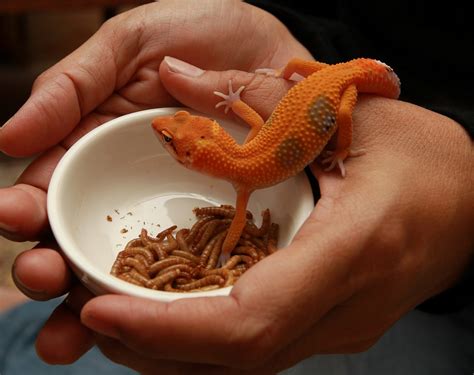 What Do Geckos Eat? [Ultimate Guide] - PetShoper