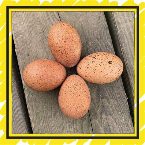 Welsummer Chicken Eggs Welsummer Chick | The Pickled Coop