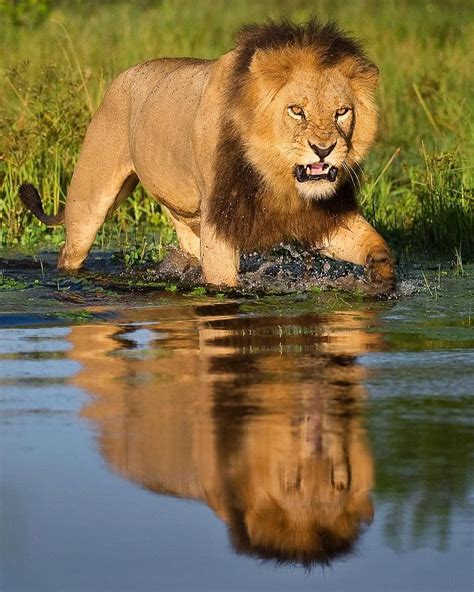 The King of Paradise - an male Okavango lion. There are only two subspecies of lion, but there ... - adaptations of lion