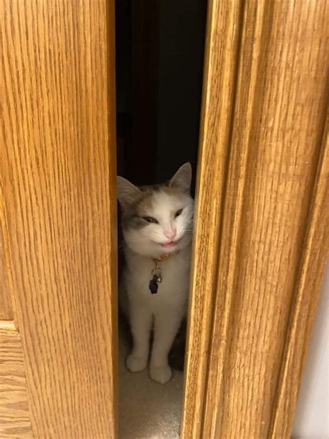 LOOK AT THAT NOSE CRINKLE. is this a scrunge? (i sing “scrungy cat ...