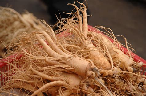 Ginseng rojo coreano: propiedades, para qué sirve y contraindicaciones ...