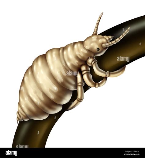 Hair lice louse parasite on a single folicle as a close up of the wingless insect living on the ...