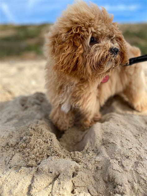 Breeder of cavapoo and cavapoochon puppies