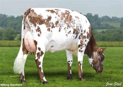 Milking Shorthorn Cascadia, Cows, Cattle, United Kingdom, Ireland ...