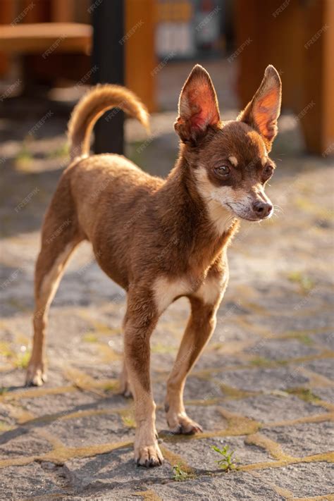 Premium Photo | Brown chihuahua. A dog of a small breed. A pet on a ...