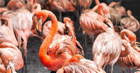 Group of flamingos standing together in the park. 11273553 Stock Photo ...