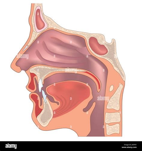 Ear And Nose Anatomy
