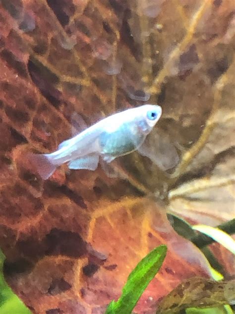 Platinum/miyuki medaka rice fish | GTA Aquarium Forums