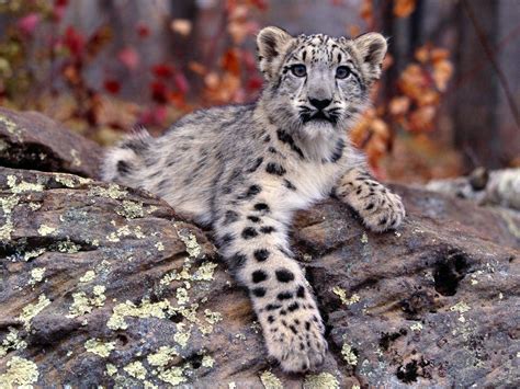 Snow Leopard Backgrounds - Wallpaper Cave