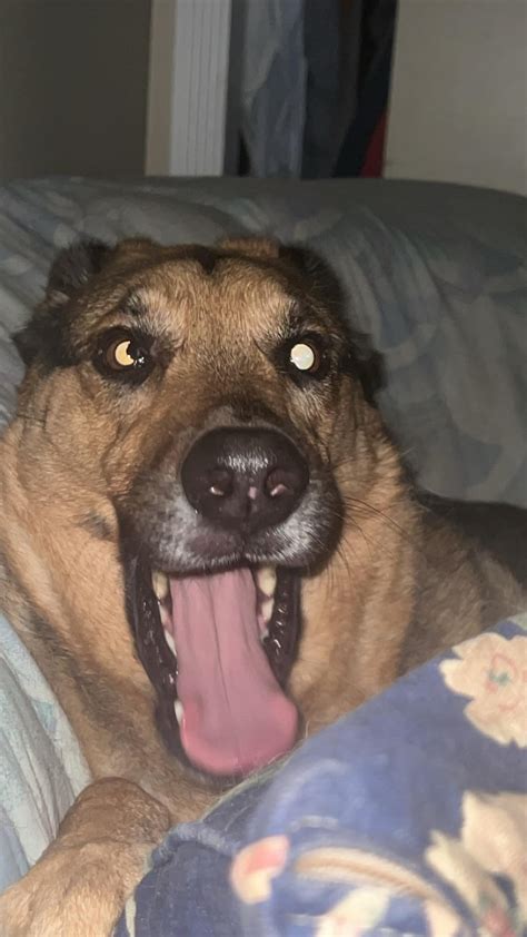 Black spot on eye : r/DogAdvice