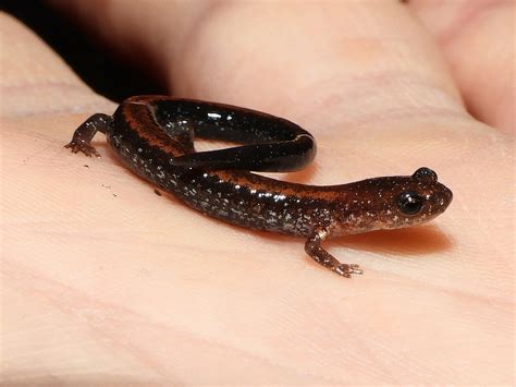 About Eastern Red-backed Salamander - Maryland Biodiversity Project