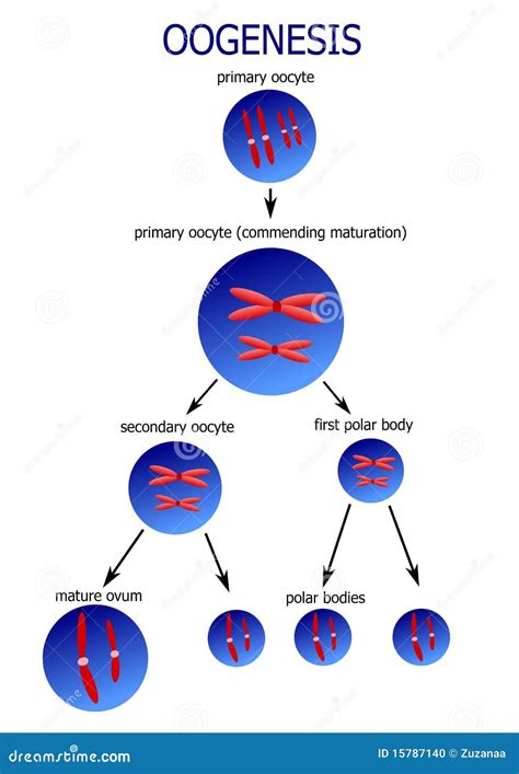 Scheme of ovogenesis stock vector. Illustration of develop - 15787140