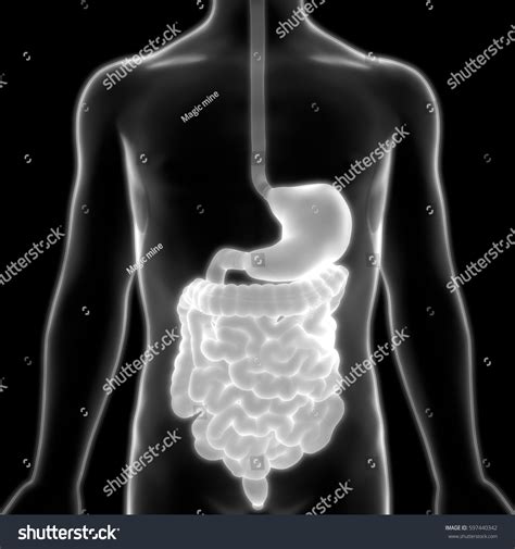 Human Digestive System Anatomy Xray Scan Stock Illustration 597440342 - Shutterstock