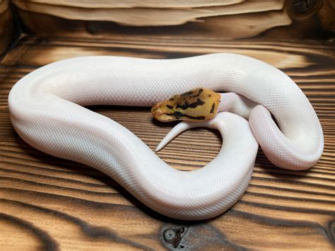 Spider Pied HET Albino Ball Python by JM Reptile Designs - MorphMarket