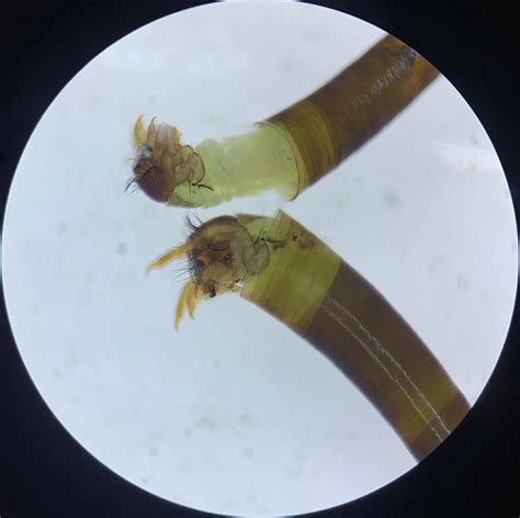 Chloe Collins (@bombasticbugs) • Instagram photos and videos