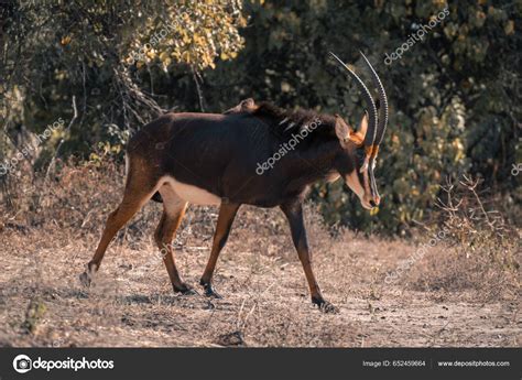 Zambian Sable Antelope