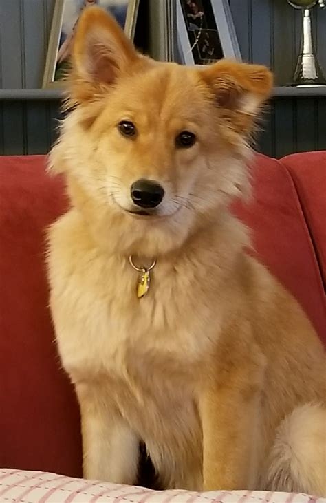 Golden retriever german shepherd and australian shepherd mix – Artofit