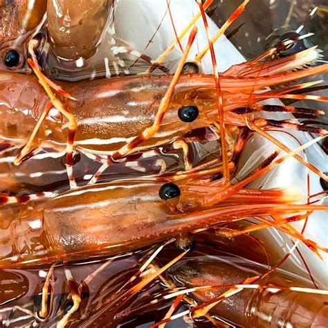 Fresh Spot Prawns - Order Spot Prawns Online | E-Fish.com