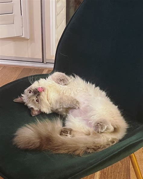 Media City Animal Hospital - 1509 W Burbank Blvd, Burbank, CA 91506 ...