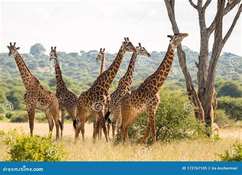 Group of Six Giraffes in Tarangire National Park Stock Image - Image of ...