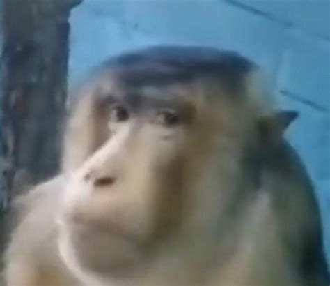 Monkey Pictures, Crazy Funny Pictures, Funny Animal Pictures, Cute ...