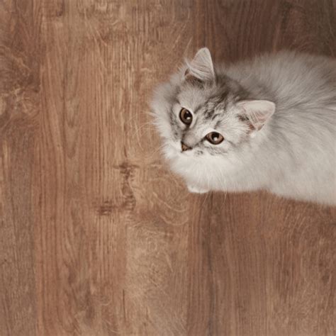 The Health Benefits of Hypoallergenic Flooring in Your Home - Floor Daddy