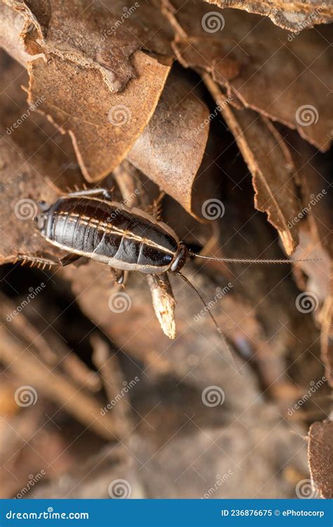 Loboptera Decipiens. Small, Black European Cockroaches, Roaches. With ...