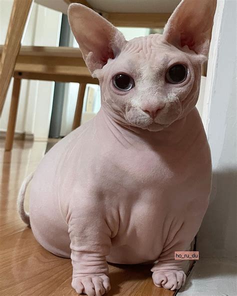 🇰🇷Sphynx cat 호두 마루 자두 on Instagram: “🙃 share cute things *” | Funny ...