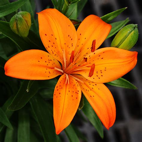 Asiatic Lily How Many Blooms at Elena Loper blog