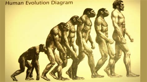 Evolution Definition and Examples - Biology Online Dictionary