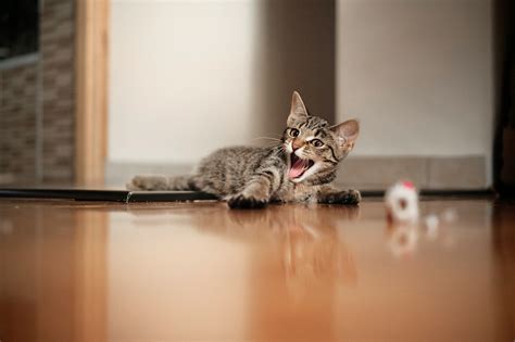 Why Is My Cat Always Yawning?