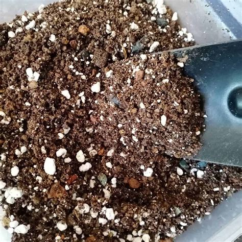 Best Well-Draining Potting Soil (Commercial + DIY Guide) - Plants Craze