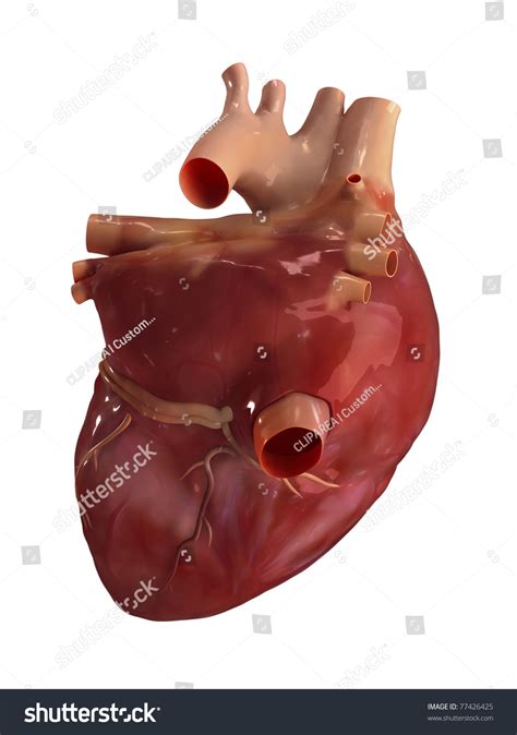 Heart Anatomy Posterior View