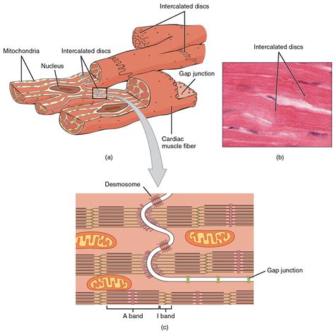 Cardiac Muscle and Electrical Activity – Anatomy & Physiology