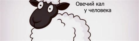 Овечий кал у человека - что это и как лечить