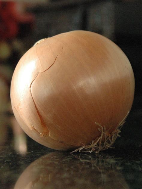 onion ... ... . ... | Onion, Fruits and veggies, Vegetables