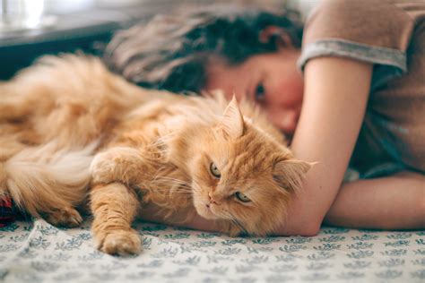 Domestic Longhaired Cat