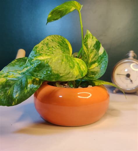 Buy Orange Ceramic Planter By Rethink and revive Online - Desk Pots - Pots & Planters - Home ...