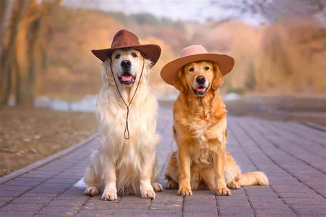 Male vs. Female Golden Retriever: Which Is Better?